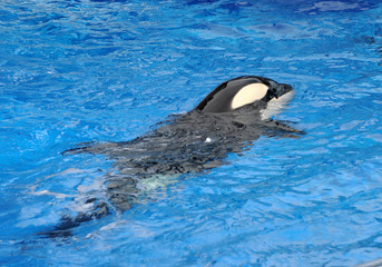 Fototapeta premium Killer whale