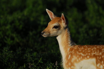 Obraz premium Mufflon Kitz