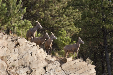 Bighorn Sheep