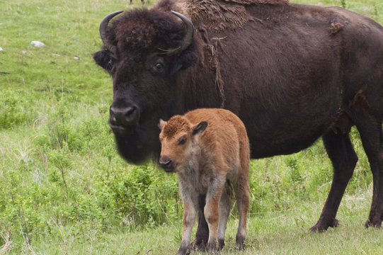 American Bison