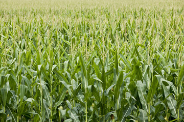 Field of maturing corn