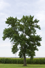 Oak tree next to a corn field