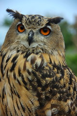 GRAND DUC