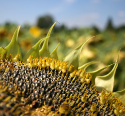 sonnenblumenkerne