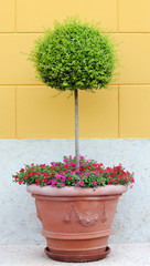 pianta decorativa