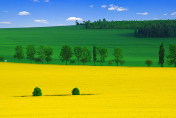 Colors of the spring