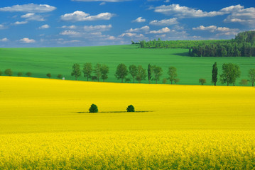 Colors of the spring