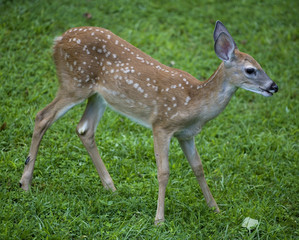 fawn
