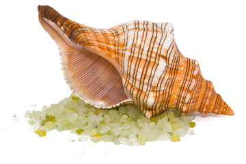 Shell with salt