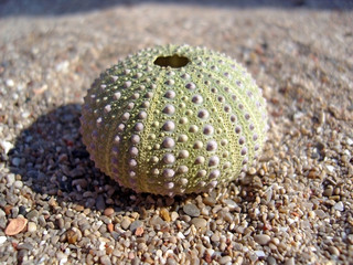 Urchin on Sand