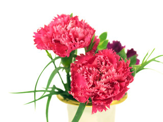 spring  carnation flowers springtime