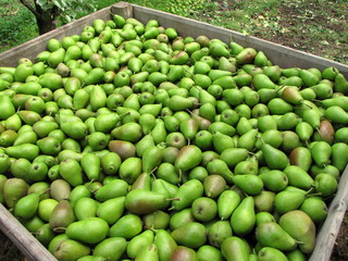 Cageot de poires: récolte.