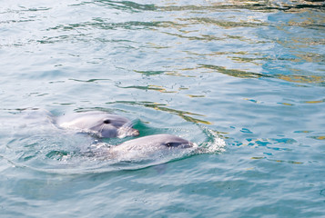 Obraz premium Two dolphins