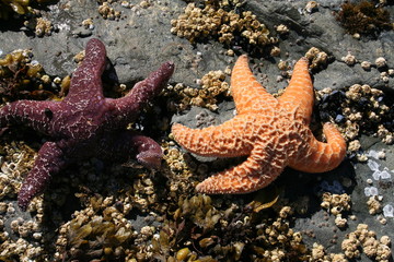 Two Starfish Exposed by Outgoing Tide near Sitka Alaska