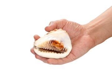 seashell on mans hand on a white background