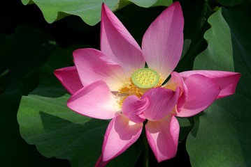 Flower of a lotus in botanical to a garden, China