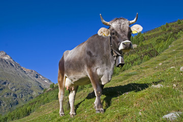 Kuh auf einer Almwiese