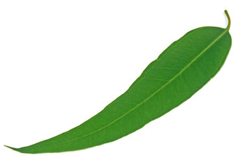 Fototapeta premium feuille d'eucalyptus