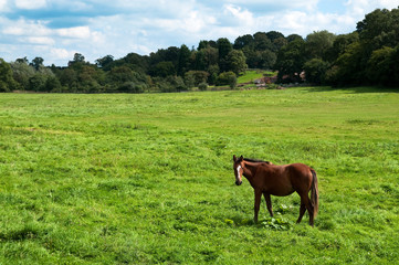 Chestnut Horse