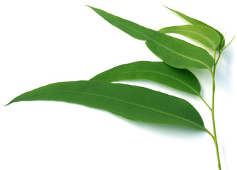 quelques feuilles d'eucalyptus