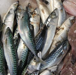 Poisson frais marché