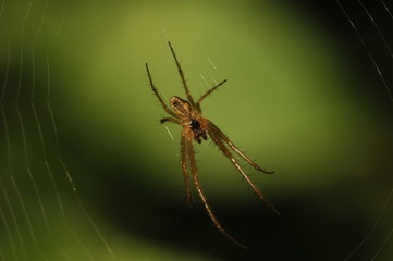 spider