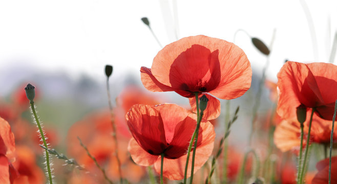 mohnblumen