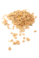Fenugreek