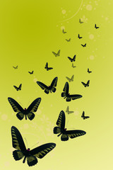 Obraz na płótnie Canvas Butterfly4