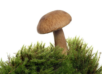 mushroom in moss
