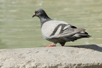 pigeon assoiffé