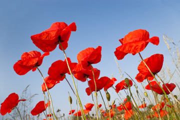 Plakat red poppies flowers