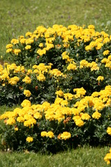 Fototapeta premium Aiuole colorate 4