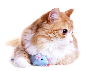Naklejka na ściany i meble kitten with his toy mouse