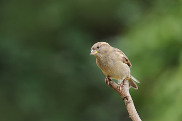 Fototapeta premium Spatz 100
