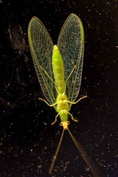 Chrysope