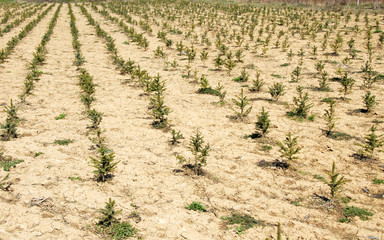 Fir planting