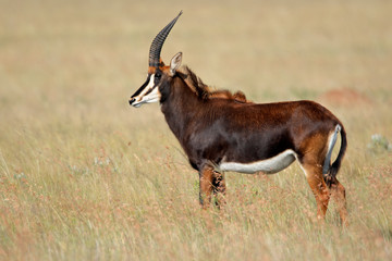 Rare sable antelope (Hippotragus niger), South Africa