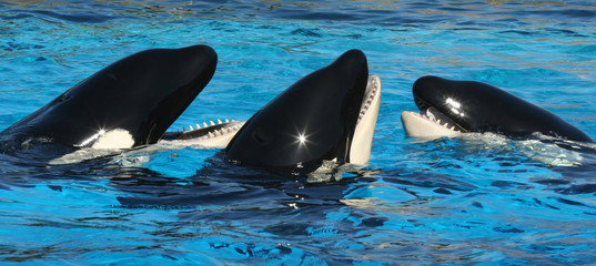 A Trio of Oceanarium Killer Whales Socialize in TheirTank