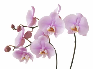 Keuken foto achterwand Orchidee roze orchidee bloemen