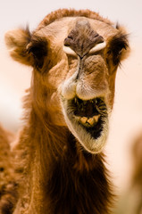 Camel Smile