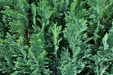 Cypress Background