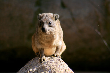 Pequeño roedor africano