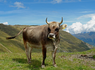 Kuh im Hochgebirge