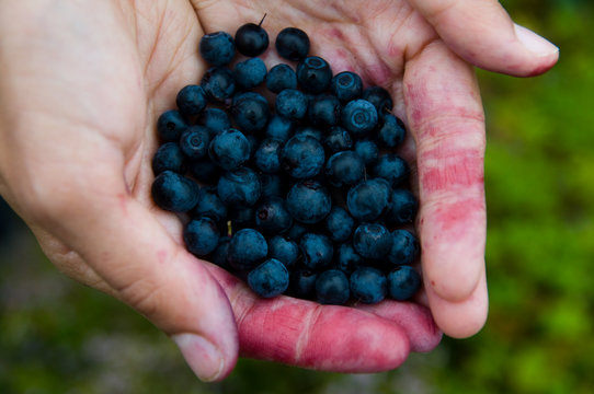 Picking Blueberries