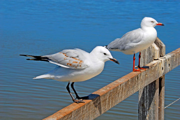 Gulls