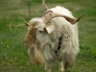 Fototapeta premium goat, animal,