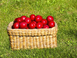 basket of plums