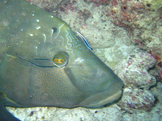 Napolen