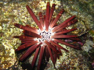 Seeigel